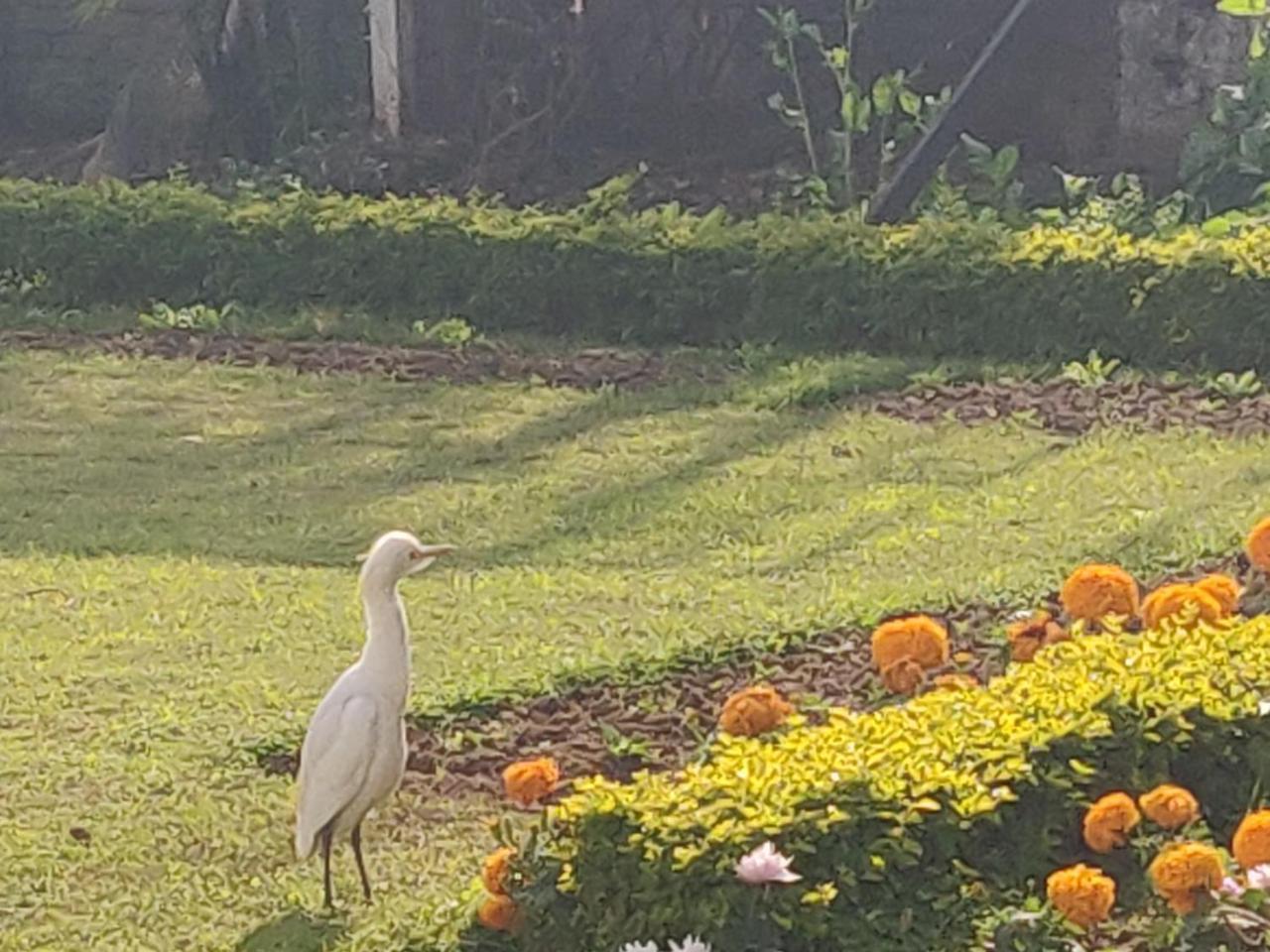Heritage Homestay Jammu Dış mekan fotoğraf