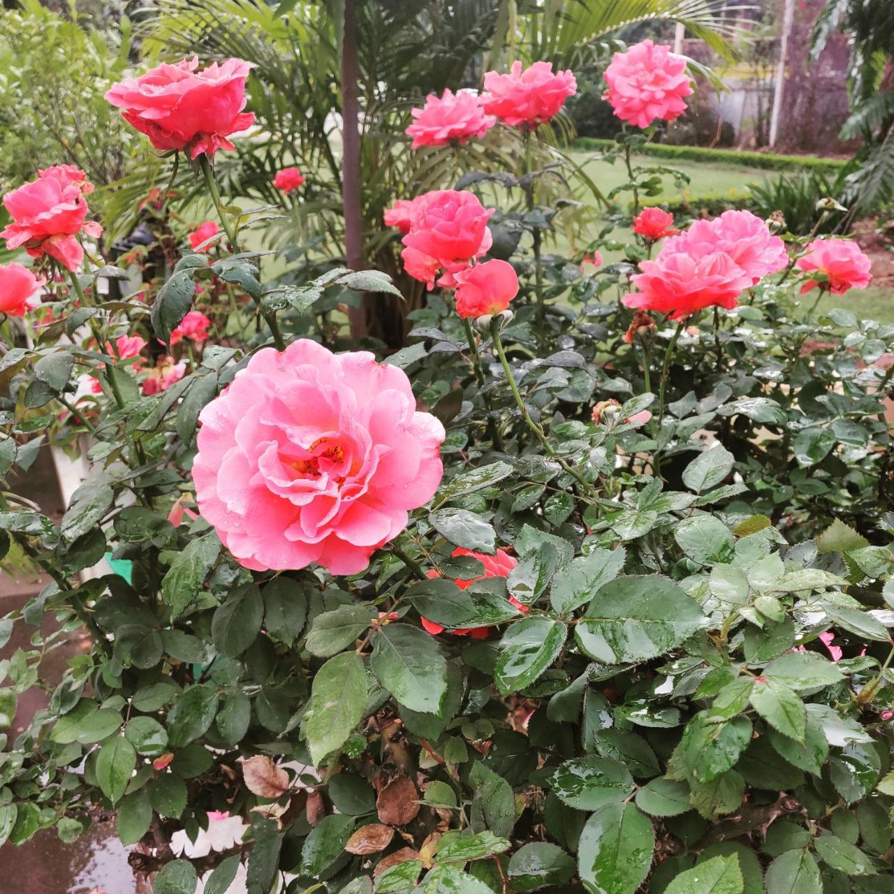 Heritage Homestay Jammu Dış mekan fotoğraf
